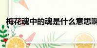 梅花魂中的魂是什么意思啊(梅花魂解析)