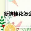 新鲜桂花怎么处理（新鲜桂花该如何处理）