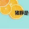 猪脬是什么东西（猪脬的解释）