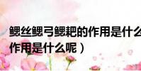 鳃丝鳃弓鳃耙的作用是什么(鳃丝鳃弓鳃耙的作用是什么呢)