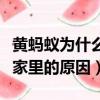 黄蚂蚁为什么会出现在家里（黄蚂蚁会出现在家里的原因）