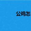 公鸡怎么叫（公鸡应该怎么叫）