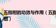 五指柑的功效与作用(五指柑的功效与作用介绍)