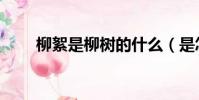 柳絮是柳树的什么(是怎么形成的)