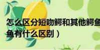 怎么区分短吻鳄和其他鳄鱼(短吻鳄和其他鳄鱼有什么区别)