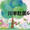 川羊肚菌6号（关于川羊肚菌6号简介）