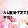 发财树叶子发黄脱落怎样挽救（发财树叶子发黄脱落的挽救方法）