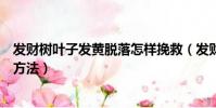 发财树叶子发黄脱落怎样挽救(发财树叶子发黄脱落的挽救方法)