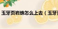 玉牙页岩蛛怎么上去(玉牙页岩蛛如何上去)
