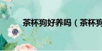 茶杯狗好养吗(茶杯狗好不好养)