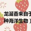 龙涎香来自于哪种海洋生物（龙涎香是来自哪种海洋生物）