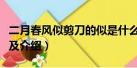 二月春风似剪刀的似是什么意思(该句诗出处及介绍)