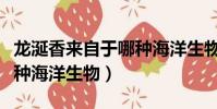 龙涎香来自于哪种海洋生物(龙涎香是来自哪种海洋生物)