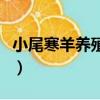 小尾寒羊养殖方法（小尾寒羊养殖方法有哪些）