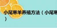 小尾寒羊养殖方法(小尾寒羊养殖方法有哪些)
