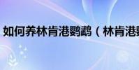 如何养林肯港鹦鹉(林肯港鹦鹉的养殖方法)