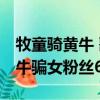 牧童骑黄牛 歌声振林樾 意欲捕鸣蝉作者（黄牛骗女粉丝6万）