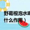 野葛根泡水喝什么作用与功效（野葛根泡水喝什么作用）