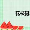 花枝鼠寿命几年（花枝鼠寿命）