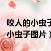 咬人的小虫子咬完就起疙瘩图片（咬人很痒的小虫子图片）