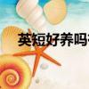 英短好养吗有哪些注意的（英短好养吗）