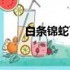 白条锦蛇可以当宠物吗（白条锦蛇）