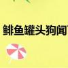 鲱鱼罐头狗闻了直接吐了（鲱鱼罐头好吃吗）