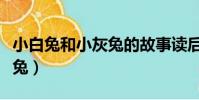 小白兔和小灰兔的故事读后感(小白兔和小灰兔)