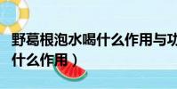 野葛根泡水喝什么作用与功效(野葛根泡水喝什么作用)