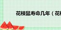 花枝鼠寿命几年(花枝鼠寿命)