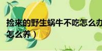 捡来的野生蜗牛不吃怎么办(捡来的野生蜗牛怎么养)
