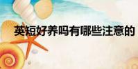 英短好养吗有哪些注意的(英短好养吗)