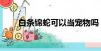 白条锦蛇可以当宠物吗(白条锦蛇)