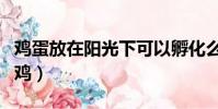鸡蛋放在阳光下可以孵化么(鸡蛋放阳台孵出鸡)