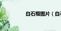 白石榴图片(白石榴)