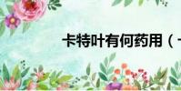 卡特叶有何药用(卡特叶)