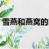 雪燕和燕窝的区别大么（雪燕和燕窝的区别）