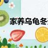 家养乌龟冬天怎么养（乌龟冬天怎么养）