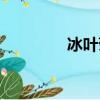 冰叶菊又叫什么（冰叶菊）