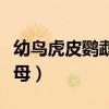 幼鸟虎皮鹦鹉怎么分公母（虎皮鹦鹉怎么分公母）