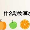 什么动物溜冰技术最好（什么植物会溜冰）