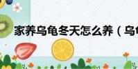 家养乌龟冬天怎么养(乌龟冬天怎么养)
