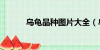 乌龟品种图片大全(乌龟品种)
