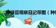 种绿豆观察日记带图(种绿豆观察日记)