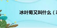 冰叶菊又叫什么(冰叶菊)