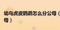 幼鸟虎皮鹦鹉怎么分公母(虎皮鹦鹉怎么分公母)