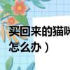 买回来的猫咪不吃东西怎么办（猫咪不吃东西怎么办）