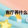 客厅养什么花好最好（客厅养什么花好）