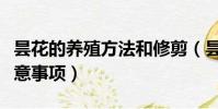 昙花的养殖方法和修剪(昙花的养殖方法和注意事项)