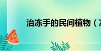 治冻手的民间植物(冻手偏方)